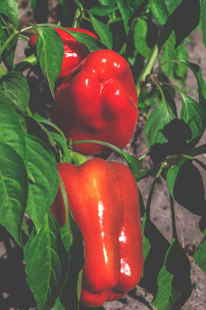 Harvest of red organic peppers.