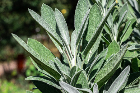 Medicinal herbs. Sage bush close-upの写真素材