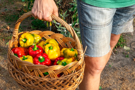 Basket of sweet peppers in the hand of a young farmerの写真素材