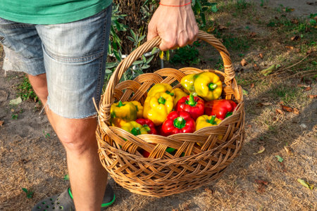 Basket of sweet peppers in the hand of a young farmer