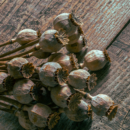 Poppy heads lie on an old wooden table.の写真素材