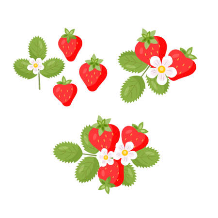Set of red strawberries, green leaves, white flowers elements and compositions in flat style. Vector isolated color illustration on white backgroundのイラスト素材