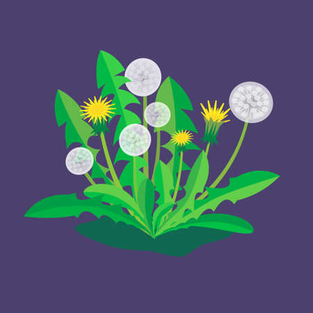 Yellow and white stylized dandelions with green leaves. Vector illustration in flat styleのイラスト素材