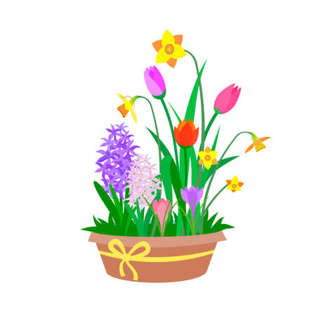 Pot with colored spring flowers hyacinth, tulip, crocus, narcissus. Vector flat isolated illustration for postcard, banner, poster, greeting card etcのイラスト素材