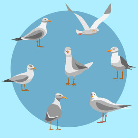 Set of seagulls in different poses.Vector illustration in flat style.のイラスト素材