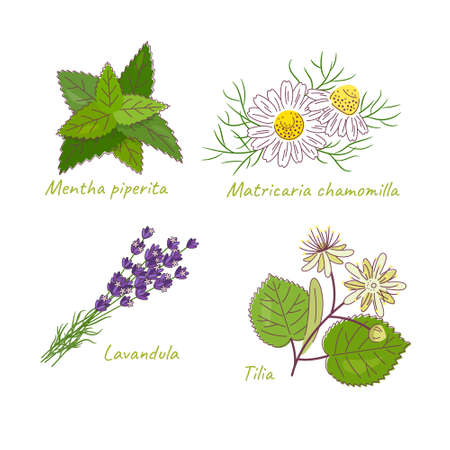 Set of sedative medicinal herbs. Vector color illustration.のイラスト素材