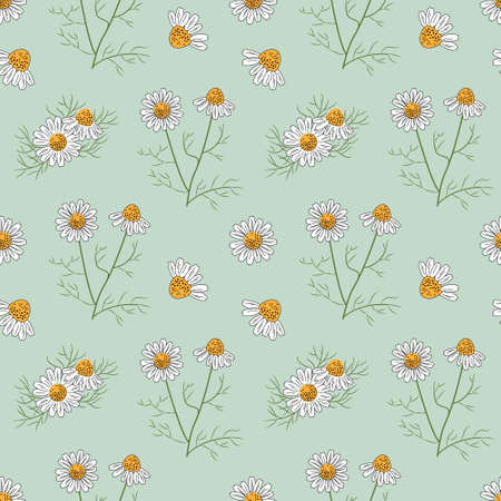 Seamless pattern with chamomile. Vector color illustration.のイラスト素材