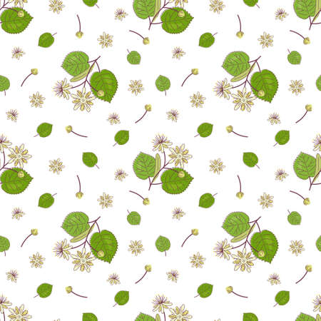 Seamless pattern with linden. Vector color illustration with whate background.のイラスト素材