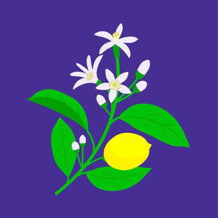 Lemon branch with fruit, flowers and leaves. Vector color illustration on dark blue backgroundのイラスト素材