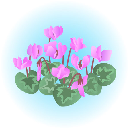Blooming cyclamen with flowers and leaves. Vector color isolated illustration.のイラスト素材