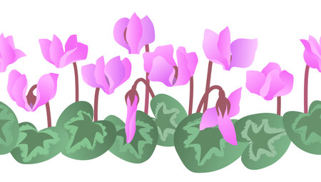 Blooming cyclamen with flowers and leaves. Vector color isolated seamless border.のイラスト素材