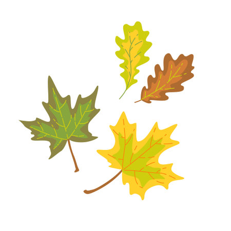 Set of oak and maple leaves. Vector isolated color illustration.のイラスト素材