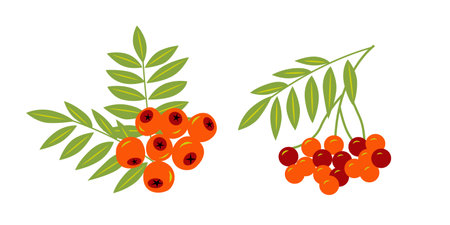 Rowan branches. Vector color isolated illustrationのイラスト素材