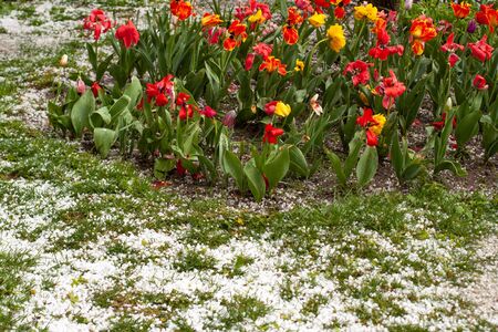 Severe weather. Hail on green grassの写真素材