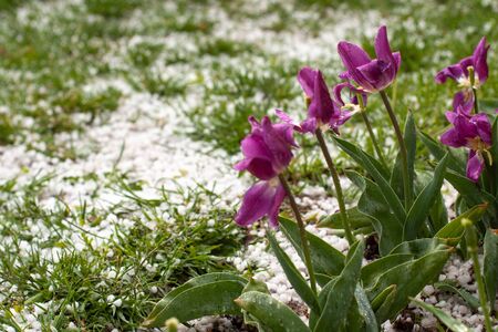 Severe weather. Hail on tulipsの写真素材