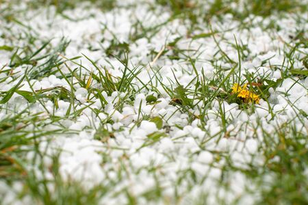 Severe weather. Hail on green grassの写真素材