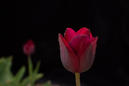 tulips on a black backgroundの写真素材