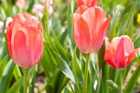 Tulip flower with green leaf backgroundの写真素材