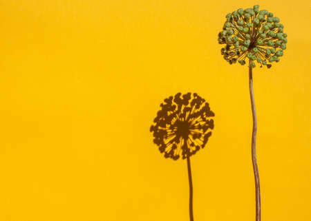 Green star ball leek, Allium gigant on a yellow backgroundの写真素材