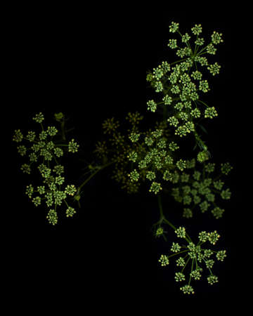Closeup picture of parsley flowersの写真素材