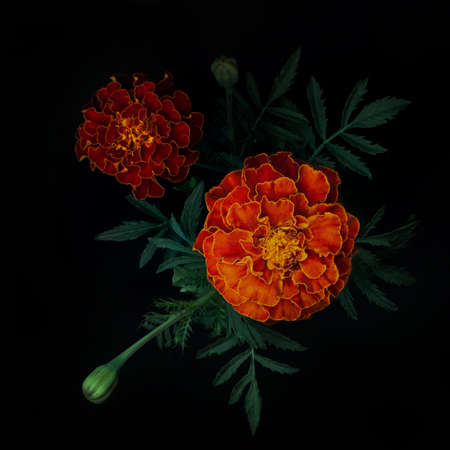 Marigold isolated on black background