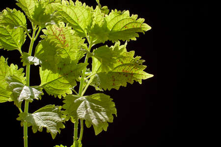 green coleus on black backgroundの写真素材