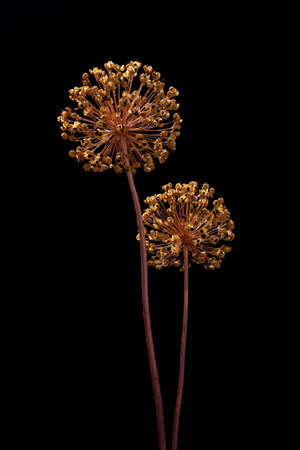 Dried faded allium giganteum blossom macro on black backgroundの写真素材