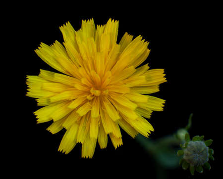 Close up of Corn sow thistle or Field sowthistle Sonchus arvensis L. flowers, top viewの写真素材