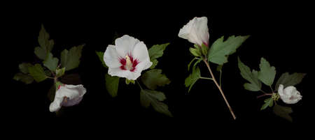 Beautiful shoe flower.isolate on black background ,close up shot of colorful tropical floraの写真素材