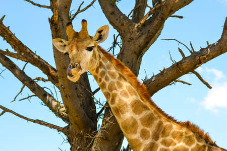 A giraffe grazing.の写真素材