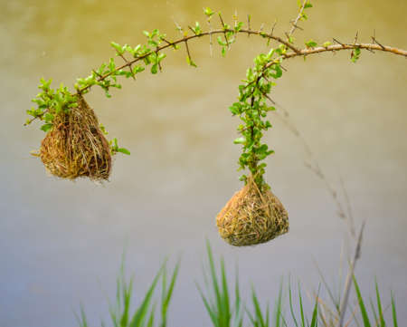 Birds' nest hanging above water.の写真素材