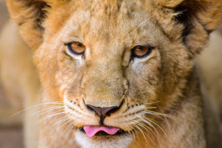 Lion cub.の写真素材