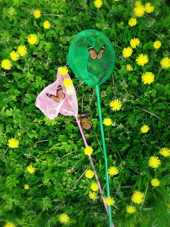 The net to catch butterfliesの写真素材