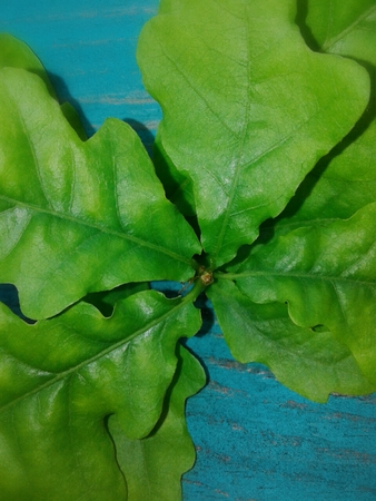 green oak leavesの写真素材