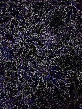 The texture of leaves on a black backgroundの写真素材