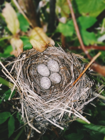 Bird's nest with eggs in grassの写真素材