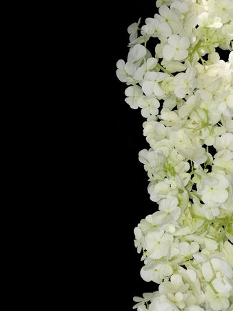 A composition of white flowers on a black backgroundの写真素材
