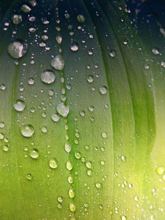 Bright green leaves with drops of dewの写真素材