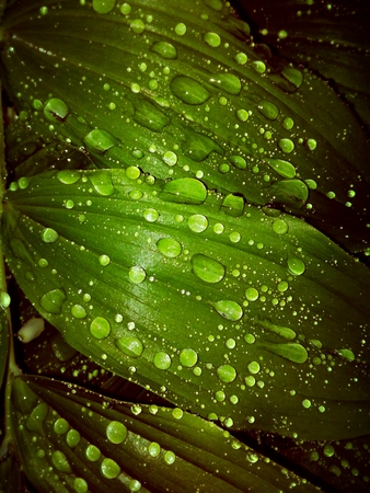 Bright green leaves with drops of dewの写真素材
