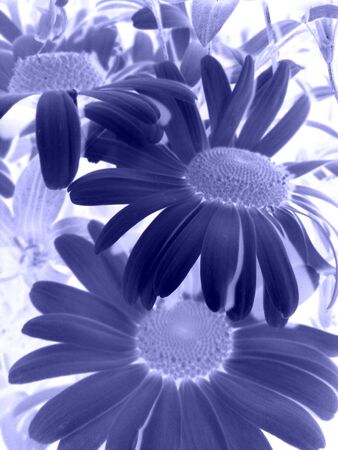 Bright blue flowers with the effect of negativeの写真素材