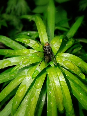 Insect on a green leaf after rainの写真素材