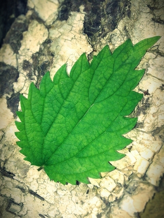Bright green leaf nettles on the tree barkの写真素材