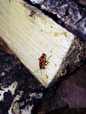 Red beetle on the tree
