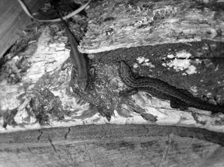 Sand lizard basking in the sunの写真素材