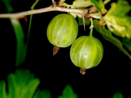 Berries Green in the night timeの写真素材