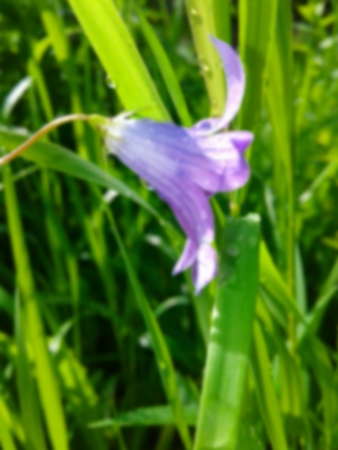 Blurred background with bright flowerの写真素材