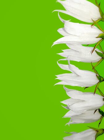 Green background with white flowersの写真素材