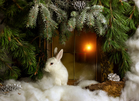 white christmas rabbit in the forest by the window in the snowの写真素材
