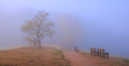 early autumn morning in the city parkの写真素材