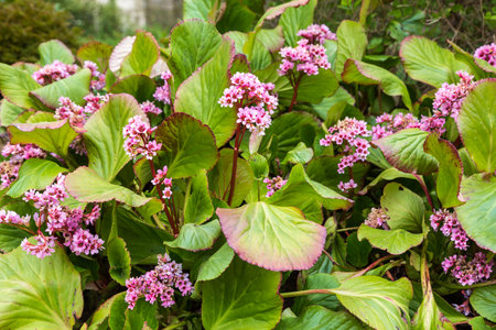 bergenia bloom in spring with pink flowers